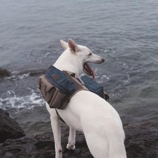 Cactus Creek Dog Adventure Backpack shown on an outdoor adventure dog.
