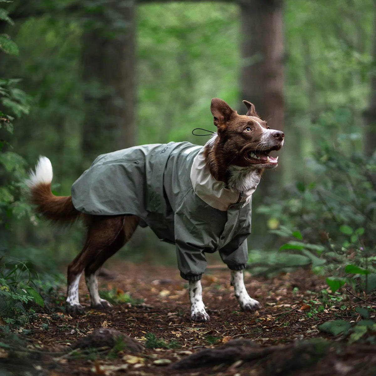 Perro aventurero marrón y blanco con una chaqueta impermeable de cuerpo entero caminando por un bosque verde y frondoso. El impermeable perfecto para explorar al aire libre y protegerse en los senderos.