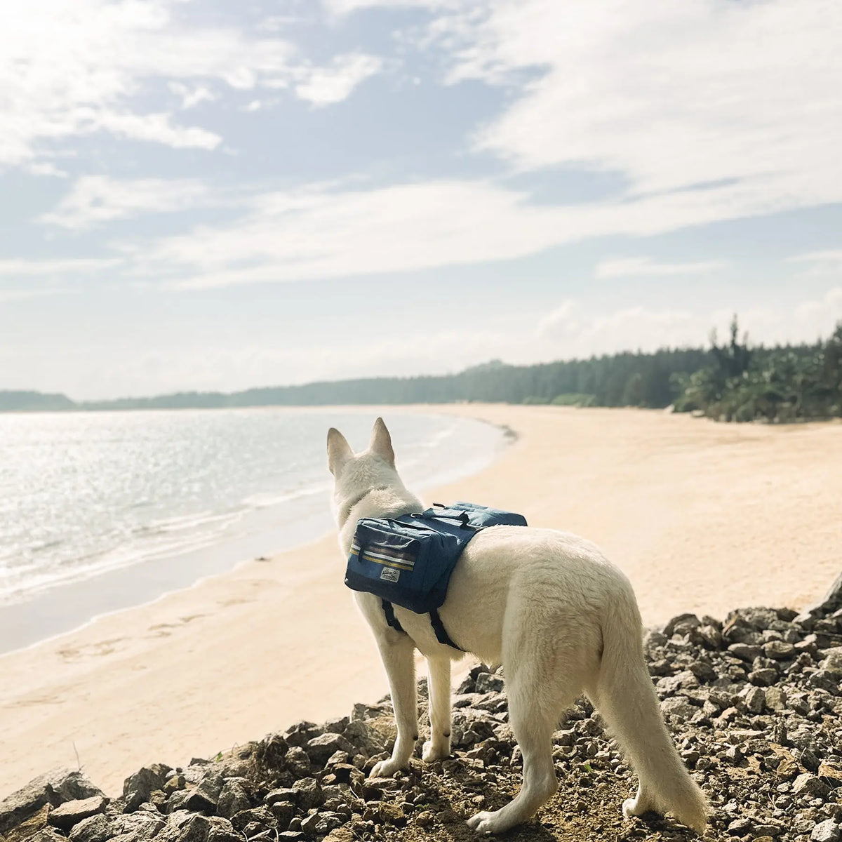Perro aventurero en la playa con mochila de senderismo.