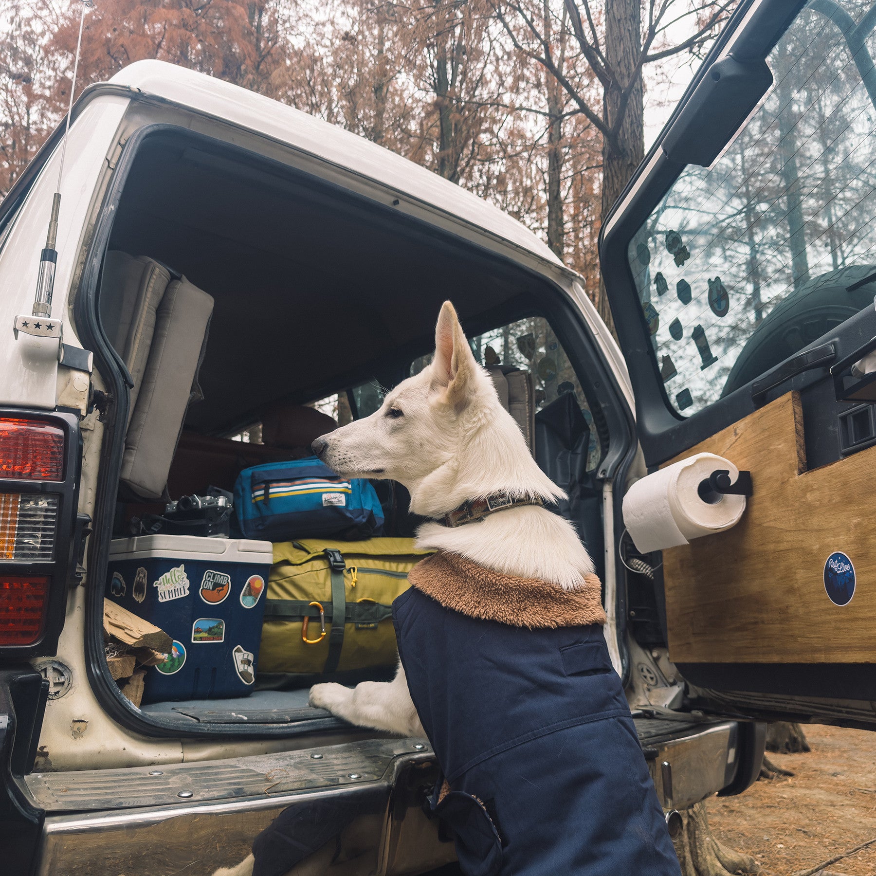 White dog wearing the navy Sedona Dawn winter jacket beside an open vehicle