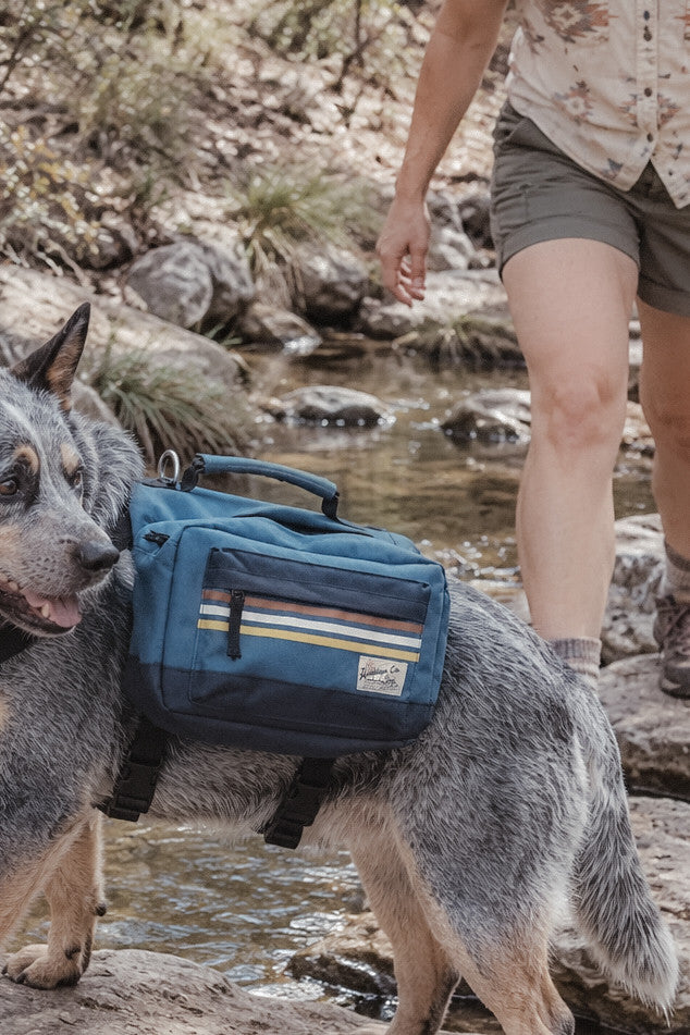 Dog wearing a blue hiking backpack beside a rocky river with a person nearby