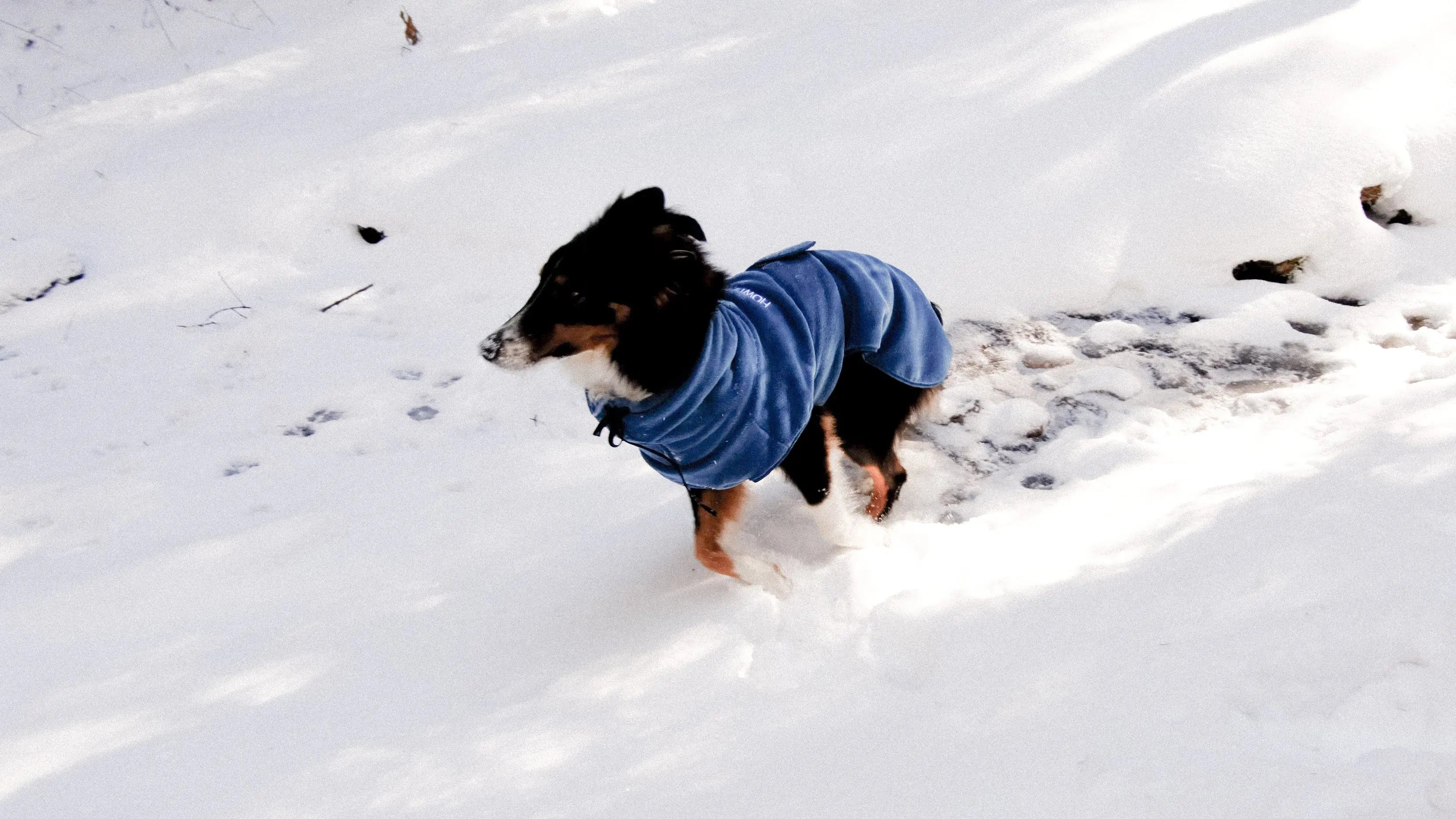 Dog's Clothing