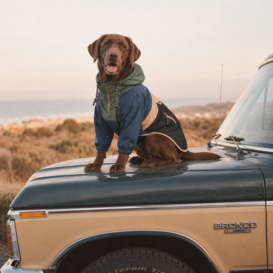 Baja Coastline Waterproof Dog Jacket MEZKUI