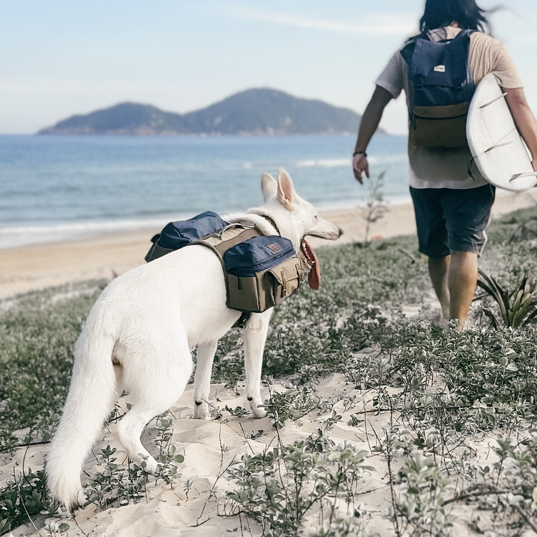 Adventure dog carrying backpack at the beach, surf lifestyle gear