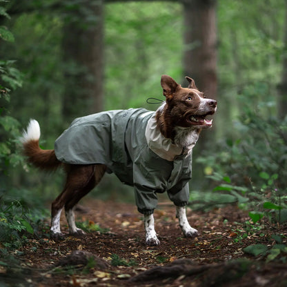 Perro aventurero marrón y blanco con una chaqueta impermeable de cuerpo entero caminando por un bosque verde y frondoso. El impermeable perfecto para explorar al aire libre y protegerse en los senderos.