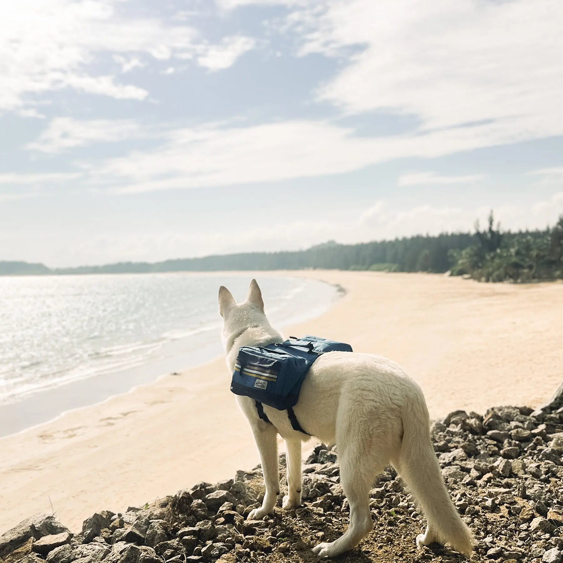 backpack for hiking with dog Rad to the Bone Dog Backpack