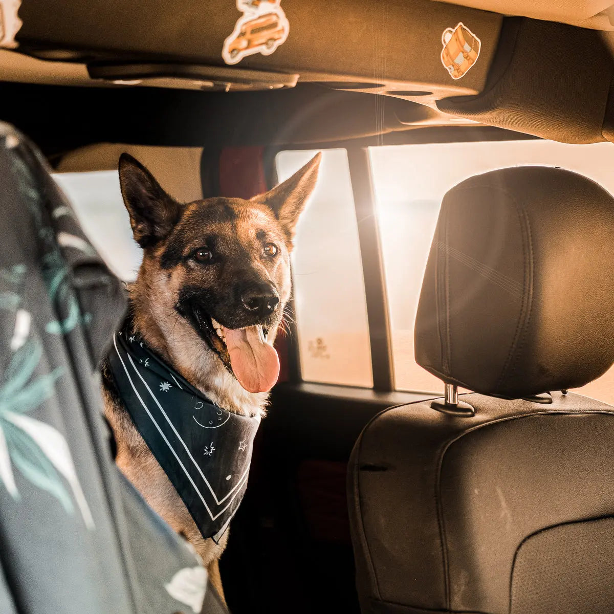 A dog wearing the Desert Night Dog Bandana in the back seat of a vehicle, with sunlight through the window.