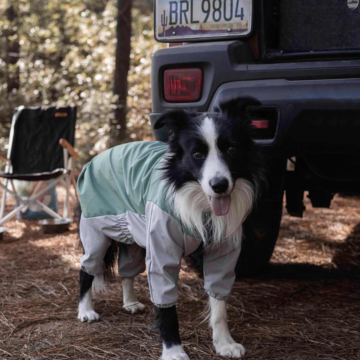 A black-and-white dog wearing the Havasu Storm Dog Rain Suit beside a vehicle at a wooded campsite.