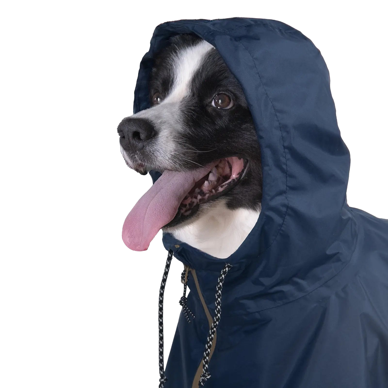 Border collie con poncho impermeable Baja Coastline y capucha ajustable, que ofrece protección completa contra la lluvia y el viento al explorar al aire libre.